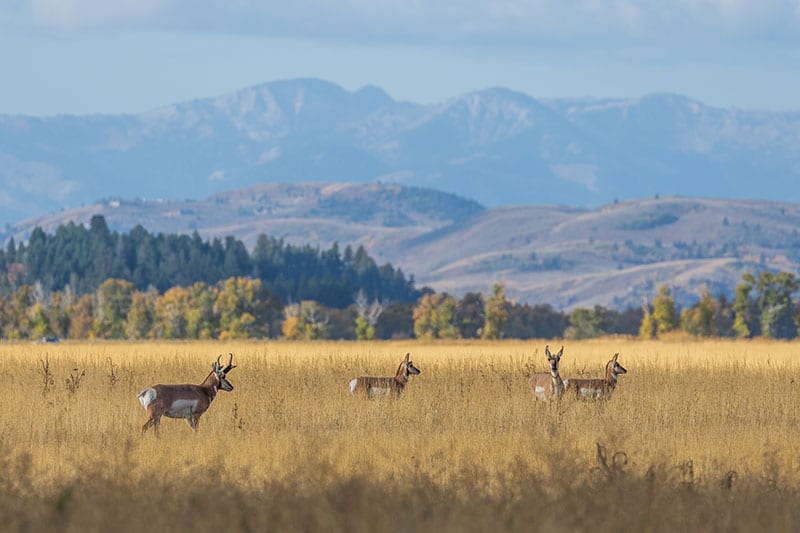 deer in a field of grass